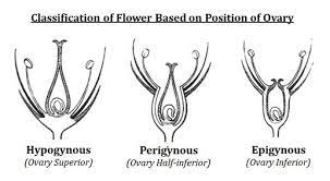 We did not find results for: Ovary Position Classification Ovaries Cell Biology Positivity