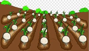 Beberapa hari kemudian pada saat petani itu sedang mengairi. Cartoon Onion Png Images Pngegg