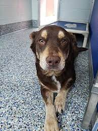Angola In Australian Shepherd Meet Jaded A Dog For Adoption Urgent Urgent Urgent Pets Kitten Adoption Dog Adoption