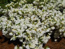 Gerbing azalea shrub plant is a fine border plant and will look beautiful in your garden or butterflies and hummingbirds are attracted to the nectar in g.g. The University Of Mississippi Landscape Services Department