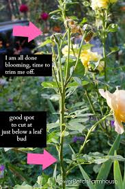 Image result for cuttings of roses