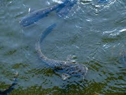 The effects of the nuclear disasterthere were many health effects that were short term and long term after the disaster. 16 Spooky As Hell Photos From Inside Chernobyl Mental Floss