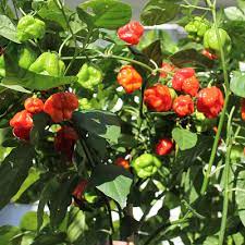 Maybe you would like to learn more about one of these? Trinidad Moruga Scorpion Pepper Clovers Garden