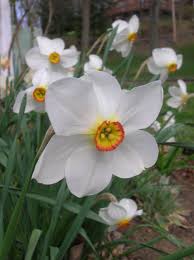 Poet S Narcissus Daffodil Flower Narcissus Climbing Vines