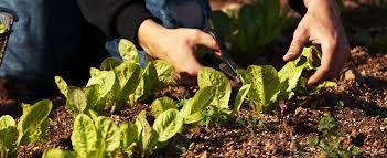 The potential threat to public health from foodborne disease continues to increase with expanding urbanisation and the global the centre for food safety (cfs) at university college dublin (ucd) was set up in september, 2002 following the. Cfs3 Center For Food Safety And Security Systems