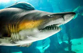 shark and remora fish shark fish pet fish