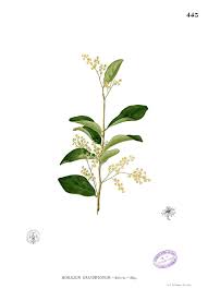 Image result for Homalium dentatum