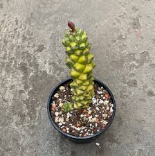 Image result for Monadenium friesii