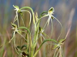 Image result for Habenaria lithophila