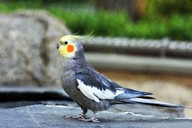 Birds You Can Have As Pets Recipes For Nutritious Foods And Tasty Treats That You Can Cook For Your Birds From Cockatiel Cottage They Have A Lot Cockatiel Pet Birds Australian Parrots