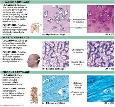 What Is Hyaline Cartilage Socratic Anatomy And Physiology Textbook Human Anatomy And Physiology Medical Anatomy