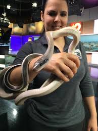 Jul 27, 2021 · this is a list of all monsters that have appeared in the king kong franchise, organized by the medium they appeared in using order of introduction, plus the work in which they were introduced and not the work in which they originated: Wild Wednesday Cave Dwelling Rat Snake Wkrc