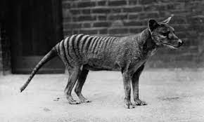Ty the tasmanian tiger is a 3d platforming game developed by krome studios and published by ea games for the gamecube, playstation 2 and xbox systems in 2002. Tasmanian Tiger Devotees Feed Australia S Guilty Obsession With A Deliberate Extinction Extinct Wildlife The Guardian