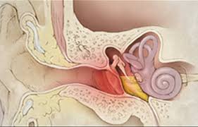 Virale Infektionen In Der Nase Konnen Zu Einer Mittelohrentzundung Fuhren Gegenverstopftenase De