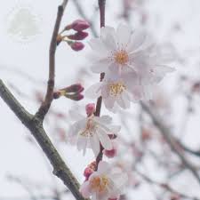 Cherry trees are a symbol of spring for japanese people. Prunus X Subhirtella Autumnalis Winter Flowering Cherry Trees