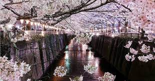 Can This Be Named As Perfect Sakura Pic Japan Sakura Cherry Blossom Garden Girls
