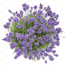 Lavender Flowers Bouquet White Back In 2020 Photoshop Flowers Lavender Plant Flowers Bouquet It is distinguished from a tree by its multiple stems and shorter height small, low shrubs, generally less than 2 m (6.6 ft) tall, such as lavender, periwinkle and most small garden varieties of roses, are often termed subshrubs. lavender flowers bouquet white back in