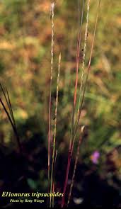 Image result for Elionurus