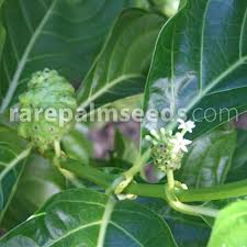 Image result for Morinda