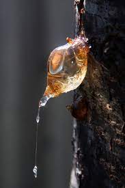 Tree sap contains helps control blood sugar and is especially helpful for. Sap From Santa Rosa Plum Tree Photo By Bill Elder National Geographic Your Shot Insect Photography Nature Tree Tree Sap