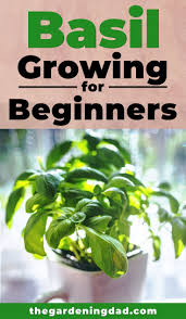 Once you have repotted, keep these pro tips in mind, and your new plant is sure to thrive. 10 Simple Tips How To Grow Basil From Seed The Gardening Dad Easy Herbs To Grow Growing Basil Tips For Growing Herbs