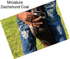 Dapple dachshund puppies for sale in alabama. Yrv5raixogozqm