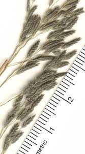 Image result for Eragrostis pilosa