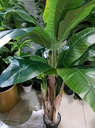 We did not find results for: Artificial Banana Tree 1 8 M Order Online In Uae Green Souq Uae
