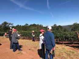 Steve is a former president of growers harvesting association, and is currently a liaison committee member and advisory council member for blue diamond growers. Duarte Holds First Clonal Field Day