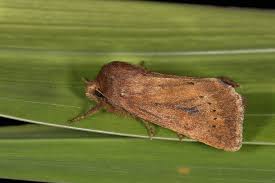 Image result for Globia algae