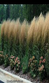 With a dense clump of long. Pin On Ornamental Grasses