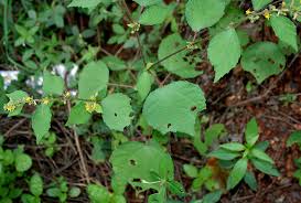 Image result for Triumfetta pentandra