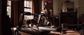Years after a plague kills most of humanity and transforms the rest into. Iam Legend Dog Gif Iamlegend Dog Discover Share Gifs