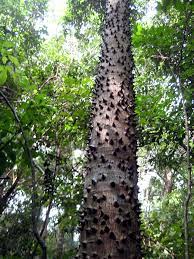 Considered One Of The Most Dangerous Plants In The World The Sandbox Tree Tree Weird Plants Growing Tree