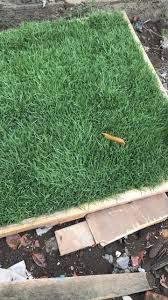 Rumput jepang akan tumbuh lebat terutama saat musim hujan. Bermudagrass Indonesia Rumput Bermuda Tahun 2021 Rumput Taman Malang