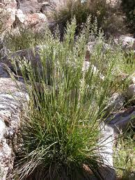Image result for Poa leptoclada