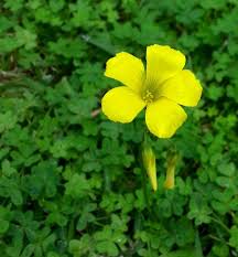 Image result for Oxalis pes-caprae