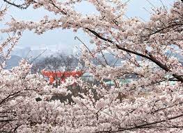 Japan Has Four Seasons With Spring Spanning From March To May This Article Contains Information On Weather And Trav Spring In Japan Japan Travel Matcha Japan