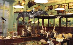 La Maison Deyrolle Paris Taxidermie Deyrolle Image Maison Maison De The