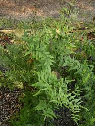 Image result for Cheilanthes viridis