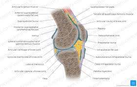 Locking is a mechanism that allows the knee to remain in the position of . Knee Joint Anatomy Ligaments And Movements Kenhub