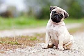 How to Train a Pug Puppy: Milestones & Timeline – American Kennel Club