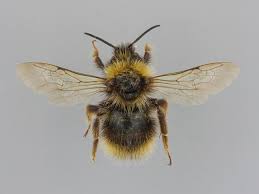 Image result for Bombus flavidus