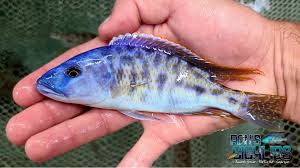 Image result for Macrotyloma tenuiflorum