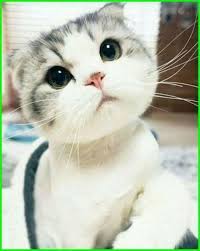 Kaomoji sendiri berasal dari jepang. Menakjubkan 21 Gambar Wajah Lucu Ngakak Ekspresi Wajah Kucing Tanda Tidur Terkejut Sedih Foto Marah Goso Gos Gambar Kucing Lucu Foto Kucing Lucu Kucing Lucu