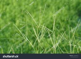 Image result for Digitaria diagonalis