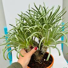 Image result for Stathmostelma fornicatum