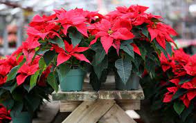 Bloom Of The Week Poinsettia Poinsettia Plant Poinsettia Care Plant Decor