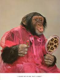 Monkey face photo old images of funny monkey sayings funny monkey sayings photo funny monkey quotes… we've compiled a collection of funny car gifs just for you! 60 Monkey Humor Ideas In 2021 Monkeys Funny Monkey Chimp