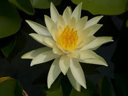 Image result for Nymphaea cf. mexicana